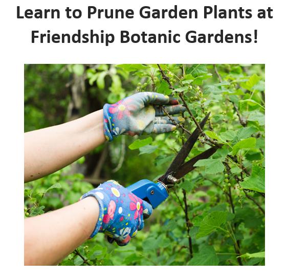 Friendship Botanic Gardens Pruning Workshop